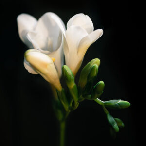 Anna Matthews - White Blooms