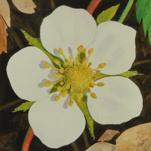 Dave Corlett - Beaver Meadow Strawberry Blossom, Watercolour, 12x12
