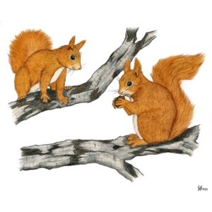 Sarah Sheppard - Red Squirrels, Colour Pencil Drawing, 8.5x11x0